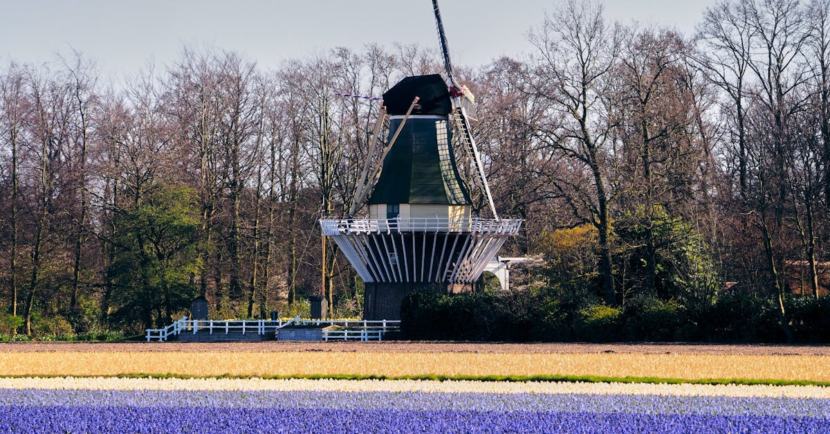 Is Dutch Easy to Learn? The Surprising Language English Speakers Overlook